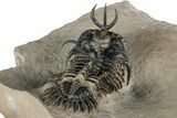 Short-Fork Walliserops Hammi Trilobite - Foum Zguid, Morocco #350501-5